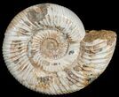 Perisphinctes Ammonite - Jurassic #6865-1